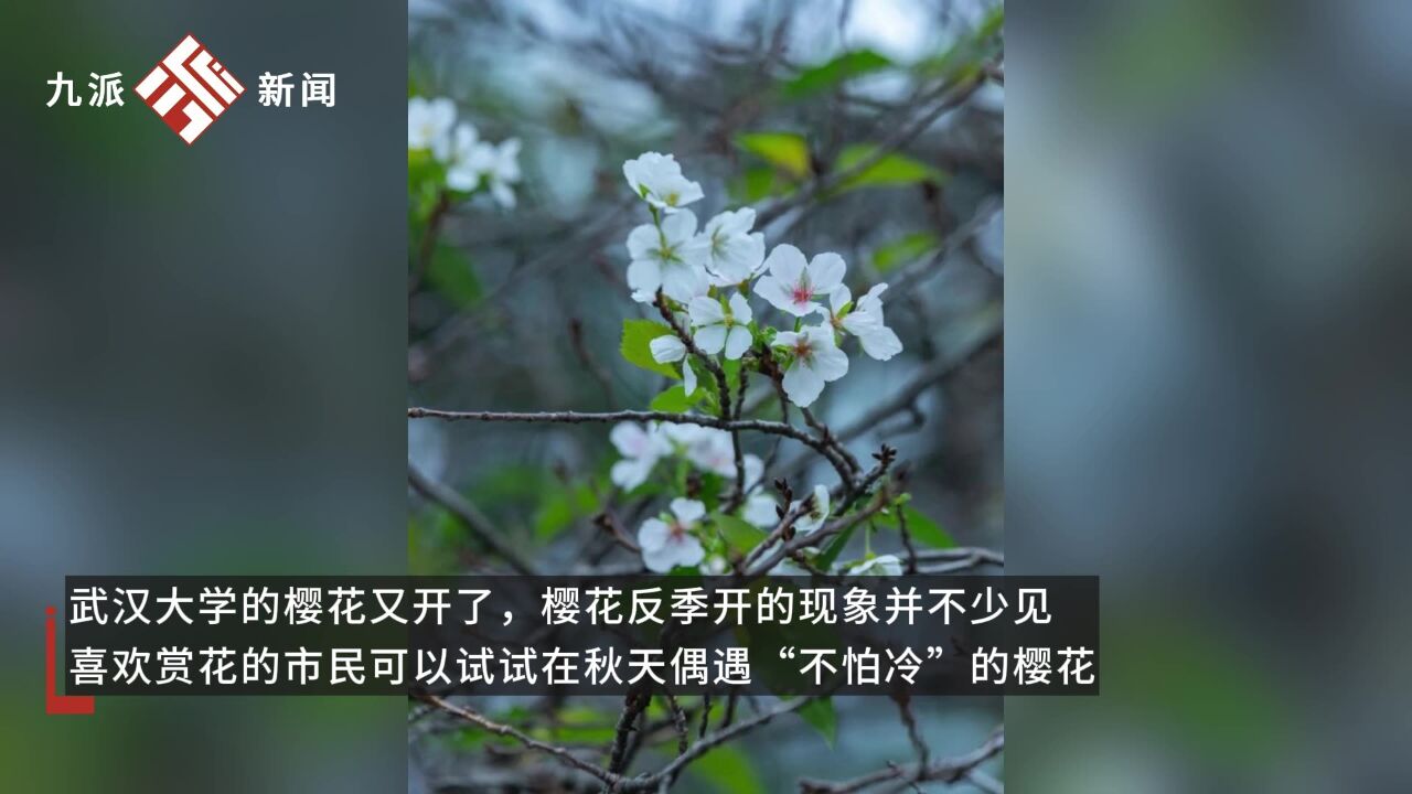 武汉大学樱花反季节开放 ,专家解释:在温度适宜的条件下樱花被“骗”开放了