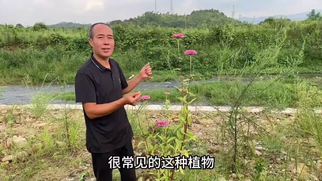 农村不起眼的“降火草”你认识吗?用途非常厉害,拍给大家看一下