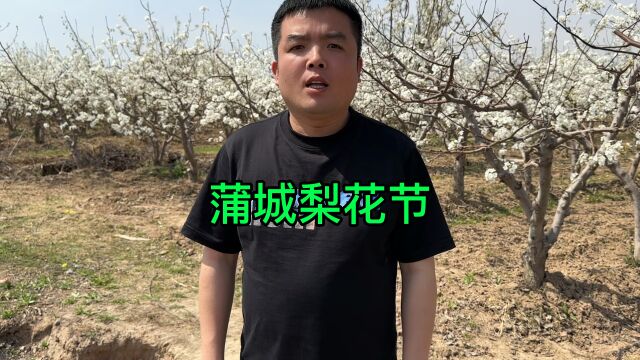 逛杨虎成故居 赏千亩梨花