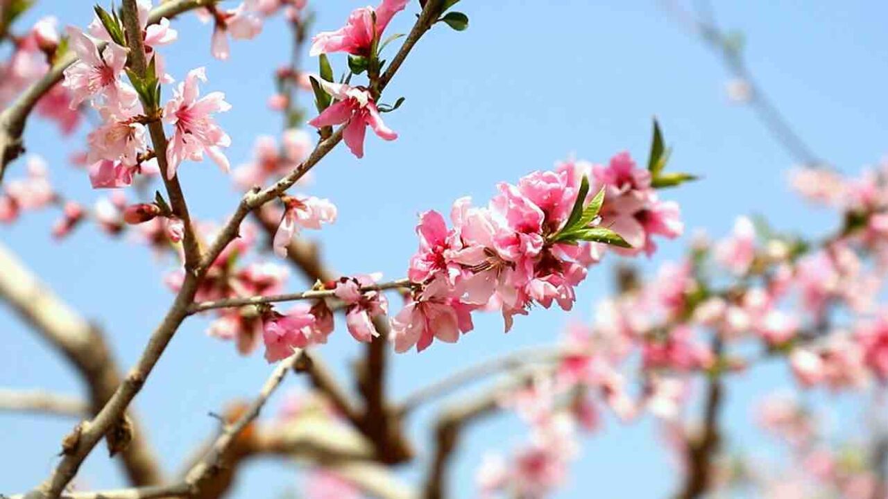 春在枝头 桃花已盛 济宁鱼台千亩堤岸桃花次第开