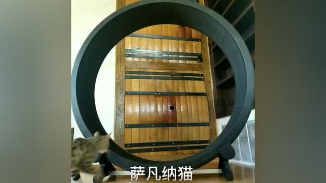 萨凡纳猫#萨凡纳猫 #大草原猫