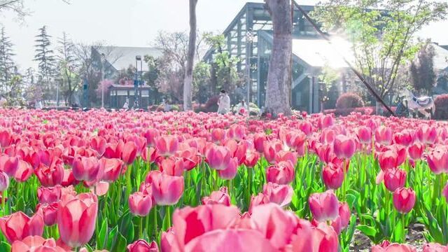 阜阳颍淮花园三千多平的郁金香开啦,这个春天,一起去看看吧~