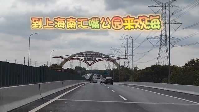 到南汇嘴观海听潮看海上“大风车”