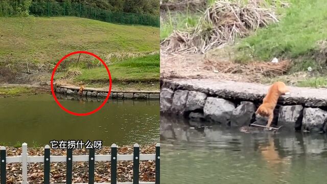 女生发现小湖边有只橘猫“神色诡异”,定睛一看惊呆了:还会捕鱼