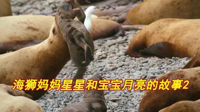 海狮妈妈星星和宝宝月亮的故事21