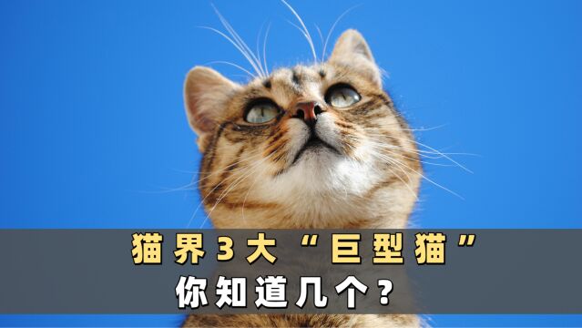 猫界3大“巨型猫”,你知道几个?