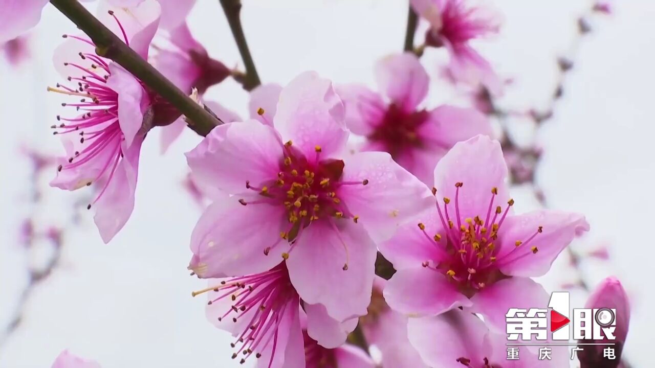 川渝好风光丨重庆黔江:春深时节桃花开