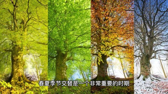 春夏季节交替的养生秘诀,此季节最适合的养生小方法