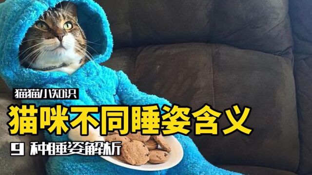 你家猫平时都怎么睡?猫咪睡姿小秘密