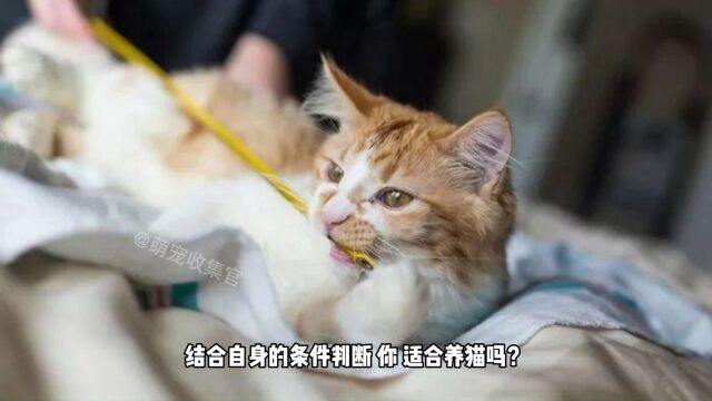 新手养猫,需要考虑的问题,看完后你能判断你适合养猫吗?