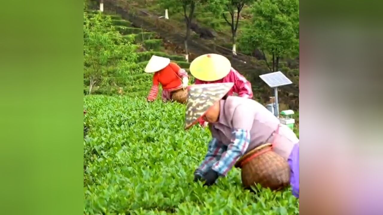 春茶抢“鲜”采撷!梅州丰顺千亩茶田迎来采茶季