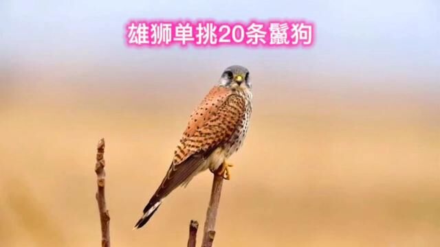 雄狮单挑20条鬣狗,狮子能否取胜?#动物世界 #狮子 #鬣狗 #野生动物零距离