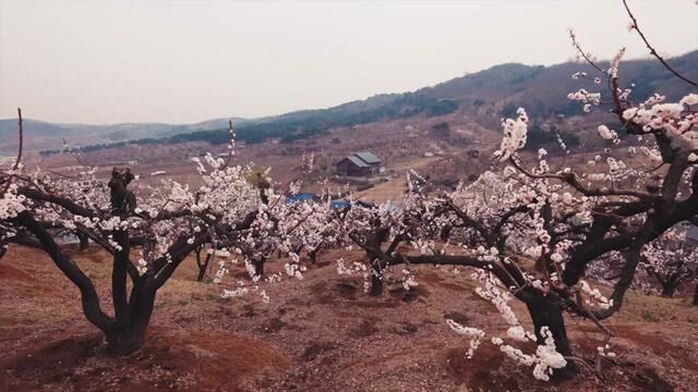 4月7日, 浑南杏花节,启幕.纵目天涯,是春山.杏梢含韵,色已青.雨露恩泽,始更新.万物生长,皆明净.一城春色,半城花.