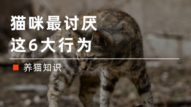 猫咪“最讨厌”主人这6个行为,别傻傻不知道!