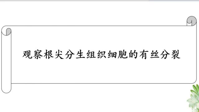 观察根尖分生组织细胞的有丝分裂