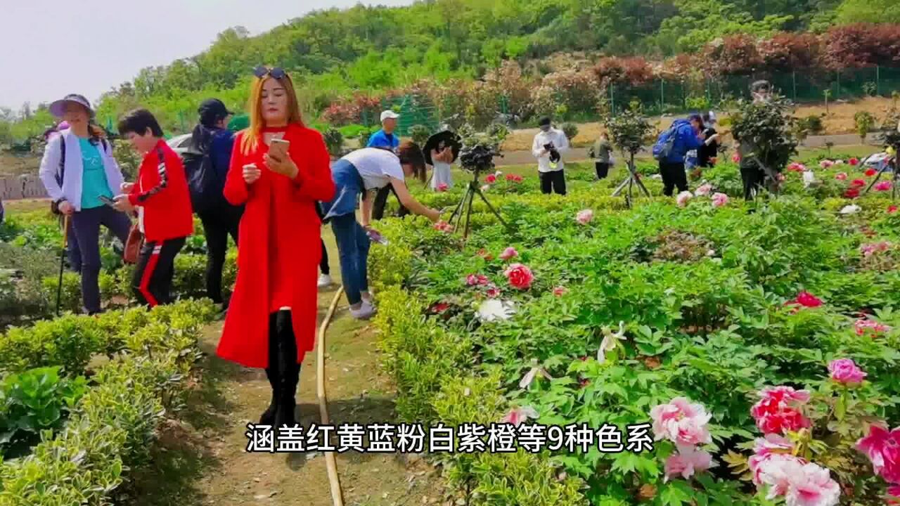 牡丹花开,烽火台、海港、风车公路,海岸风景线