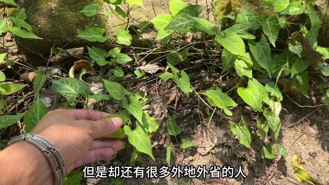 农村不起眼的“黑发草”,没想到它又称为白发的克星,赶紧认识下