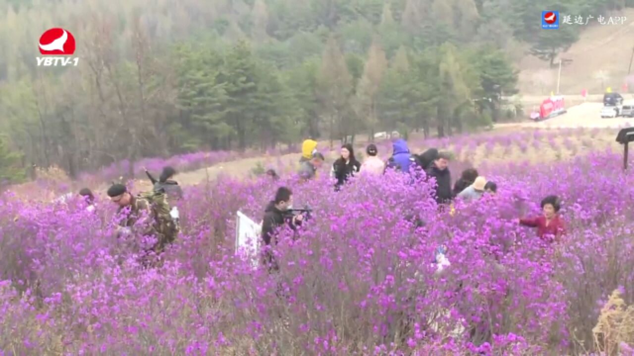 龙井市犇福生态牧场金达莱赏花节启动