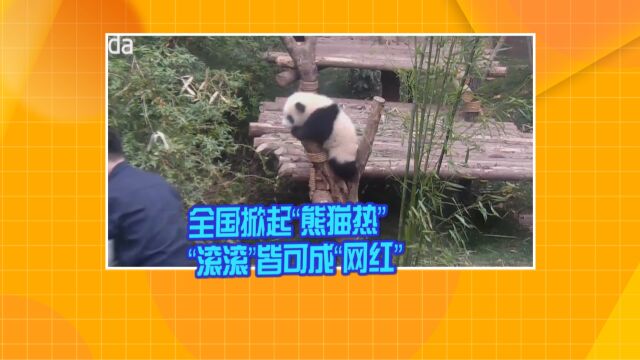 全国掀起“熊猫热”“滚滚”皆可成“网红”