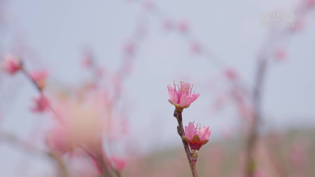 千城胜景丨云南元江:千亩桃花盛开