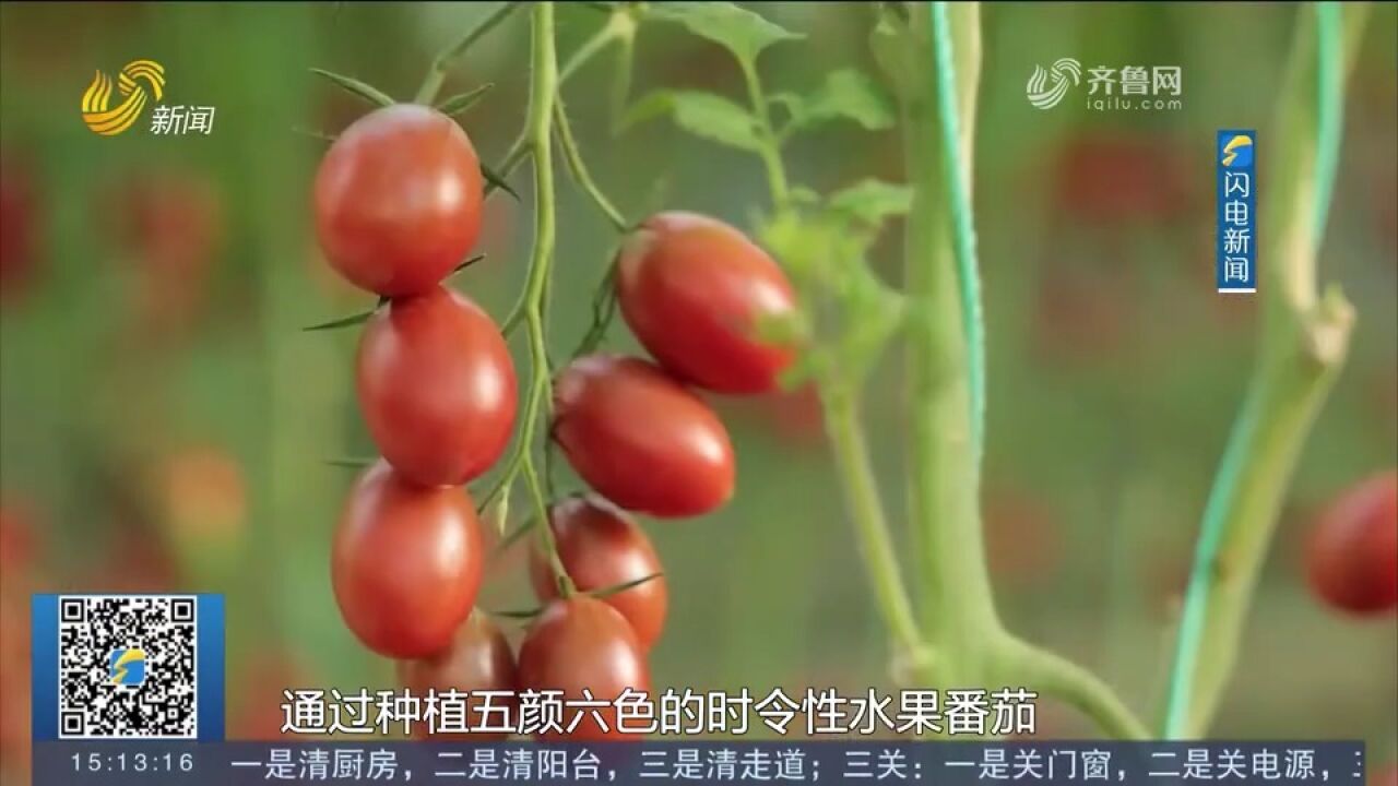 寿光:“七彩番茄”喜迎丰收,各色番茄挂满枝头,科学种植助增收