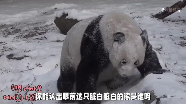 乐宝在雪地里闯祸了