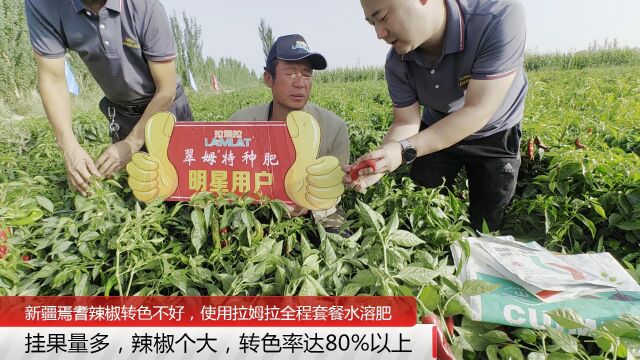 水溶肥哪家好新疆焉耆辣椒转色不好,使用拉姆拉套餐水溶肥效果,转色率高