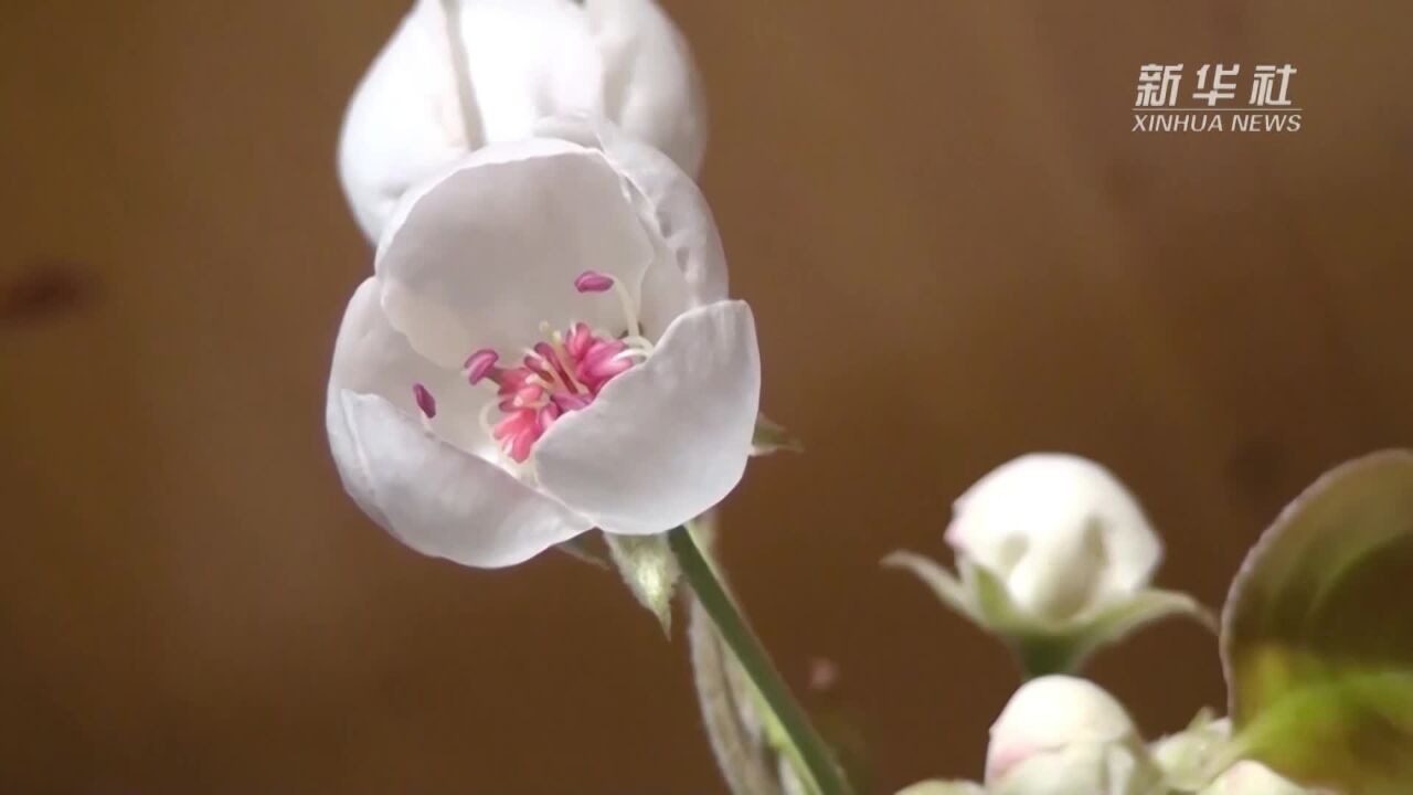 花开象牙山 客至春意暖