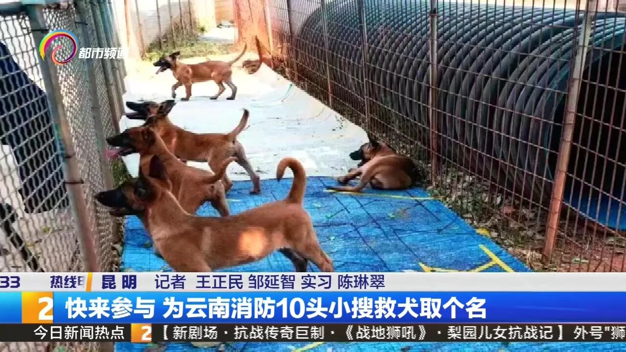 快来参与 为云南消防10头小搜救犬取个名