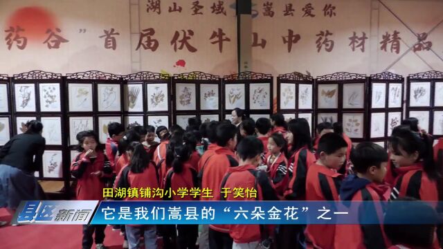 嵩县铺沟小学:开展研学活动 传承中医药文化