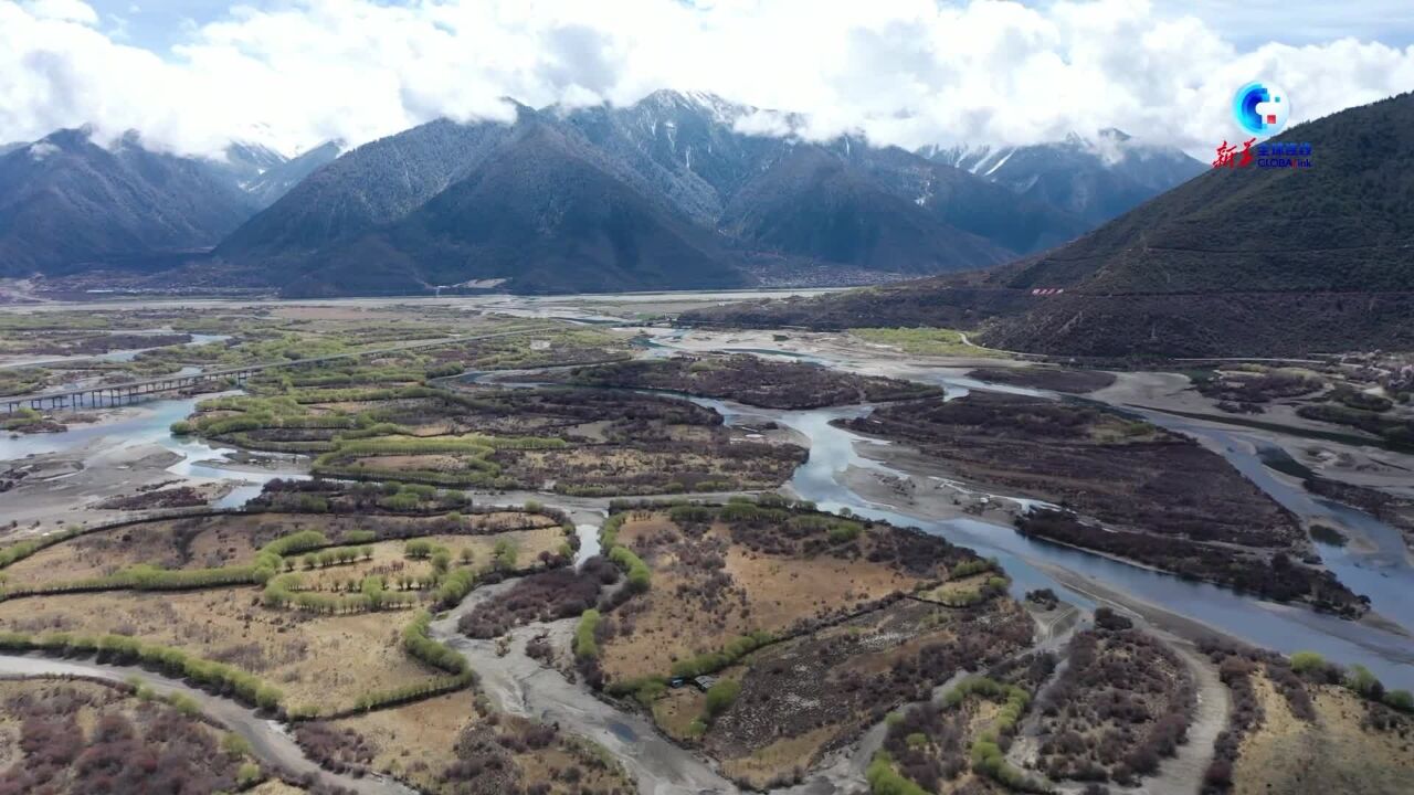 全球连线|(世界地球日)西藏:建立生物安全物种信息数据库 保护生物多样性