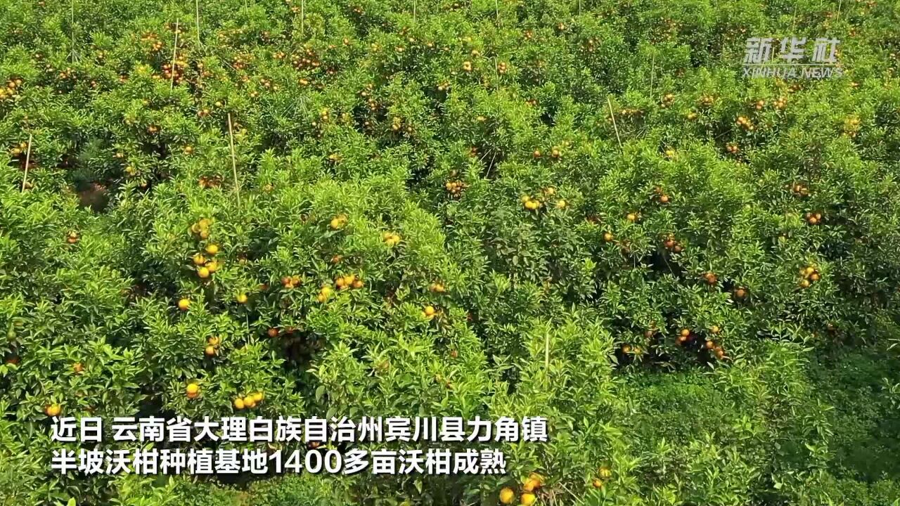 “植保卫士”何建群:36年农业科技推广路