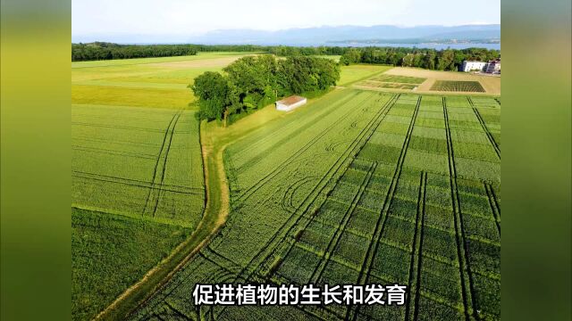 农业生产“神器”:枯草芽孢杆菌的多重应用方法