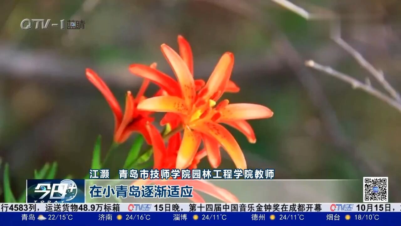 唯一一种以“青岛”命名的植物!濒危植物“青岛百合”重回小青岛