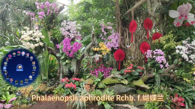 Phalaenopsis aphrodite Rchb. f.蝴蝶兰布景