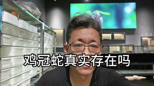 鸡冠蛇真实存在吗?很多人说他们见过.#鸡冠蛇真的存在吗