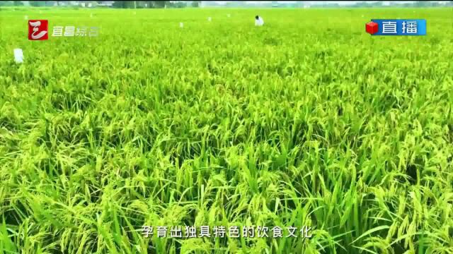 直播宜昌 2023年5月3日