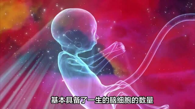 孕期知识,胎儿大脑的发育过程