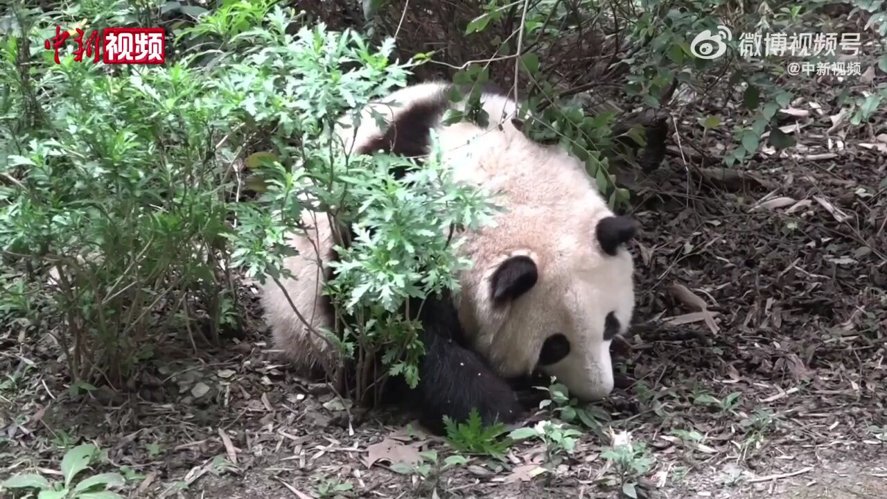 成都熊猫基地为“花花”申请商标