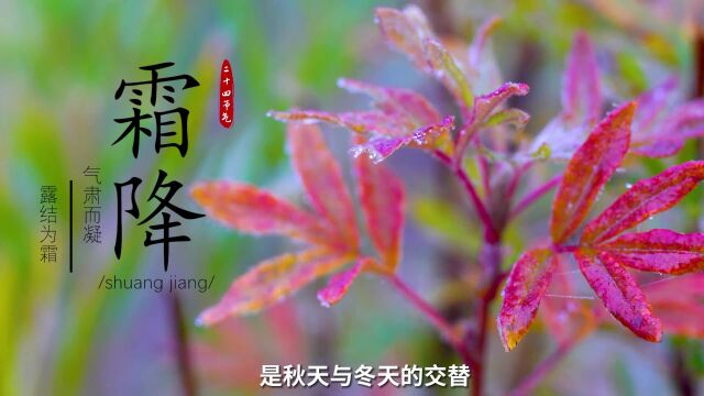 中医谈节气 | 霜降:秋露成霜,除燥防寒好迎冬