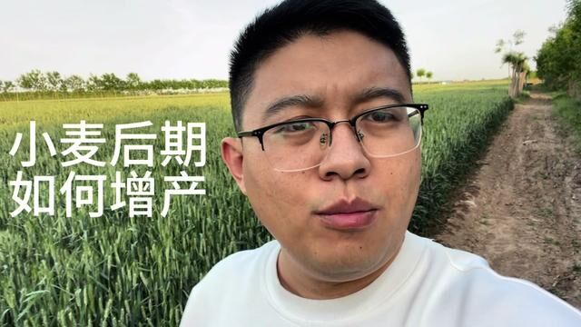 小麦后期喷施磷酸二氢钾真的能增产吗?什么时候打最好?#记录三农 #农业种植 #我是新农人