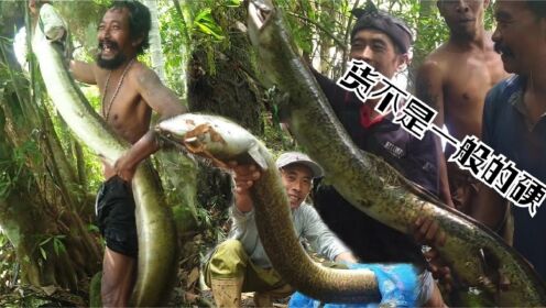 印尼野外丛林深处，当地人在野溪流里抓20斤的淡水溪鳗，个头凶猛