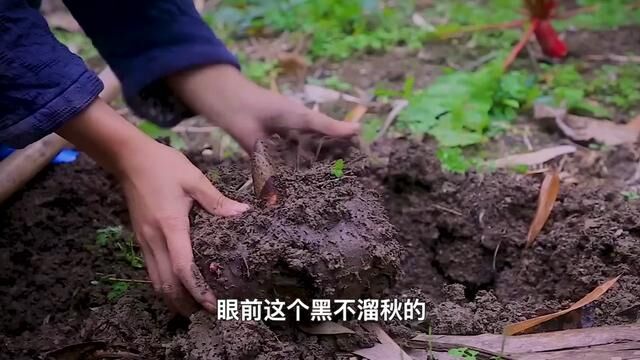 魔芋一身都有毒性,但处理过后却能变成难得的美味.盐津铺子魔芋爽,低卡解馋无负担#追剧小零食