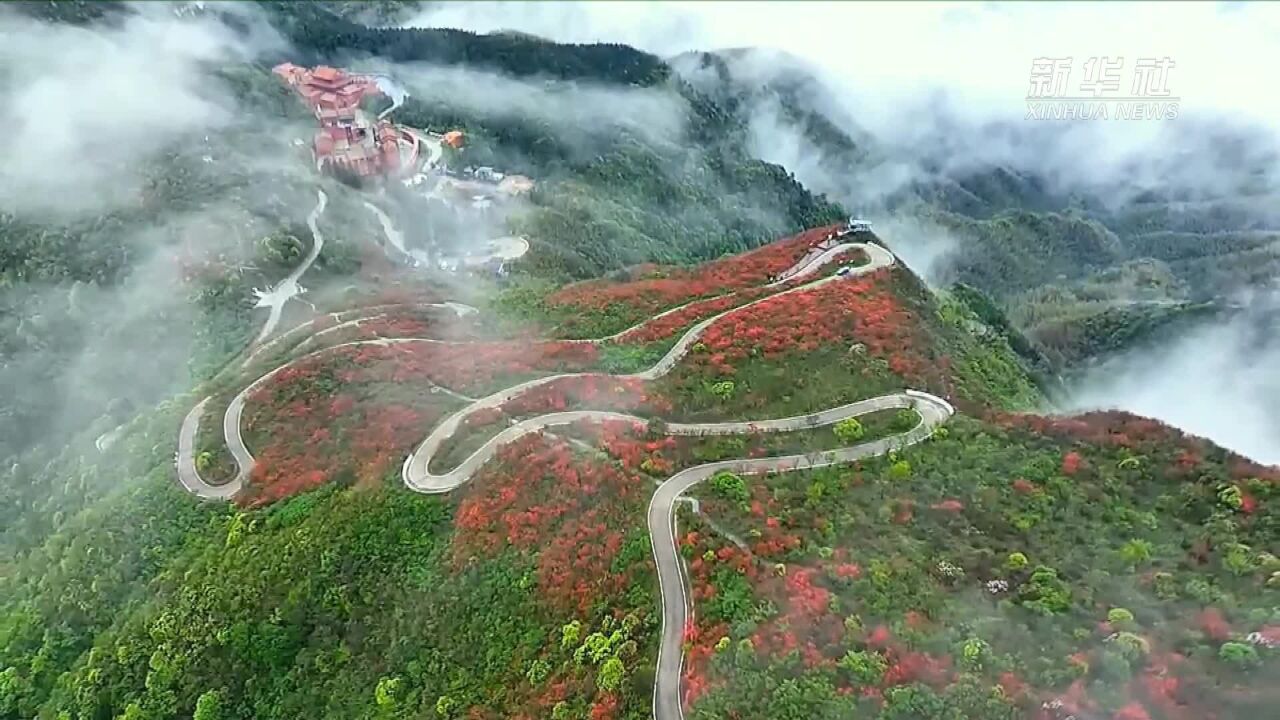 湖南阳明山:雨后杜鹃花更艳