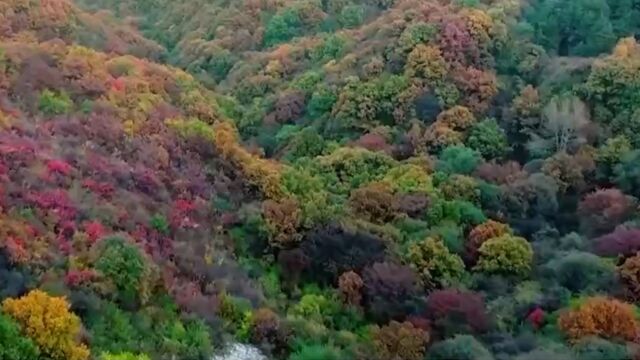 山西长治:太行山红叶进入最佳观赏期