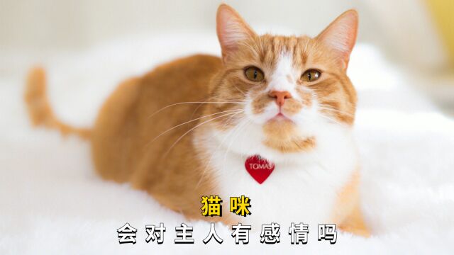 猫咪会对主人有感情吗?