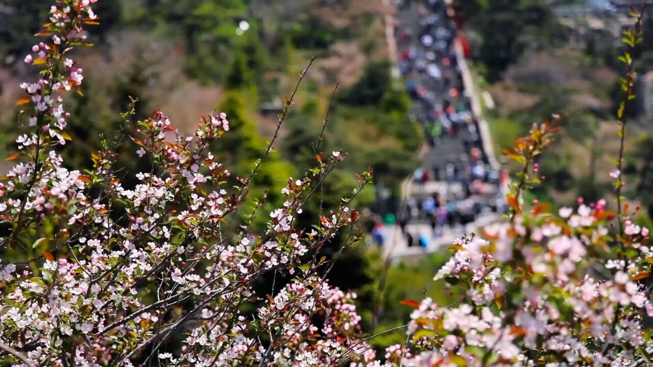 诗画山东|泰山之巅海棠盛开 粉色“彩云”如梦如幻