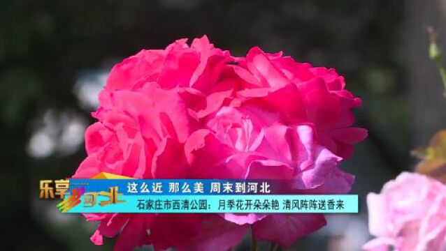 这么近 那么美 周末到河北丨石家庄市西清公园:月季花开朵朵艳 清风阵阵送香来