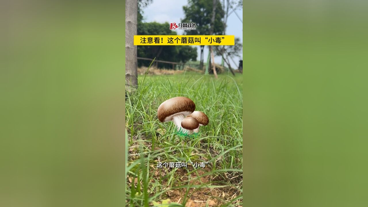 注意看!这个蘑菇叫“小毒”……