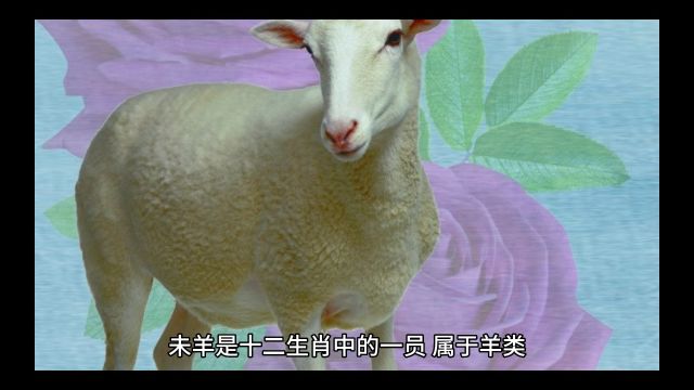 十二生肖|未羊